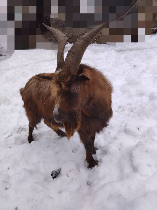 Țap carpatin de vânzare