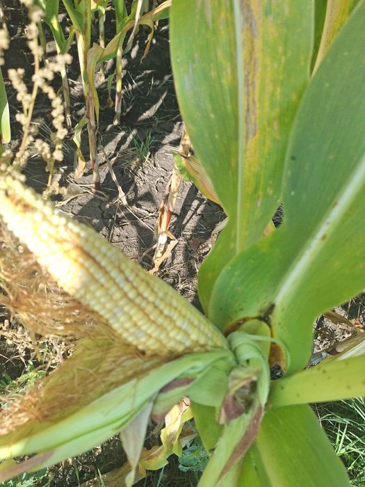 Siloz Porumb 200 tone furaj