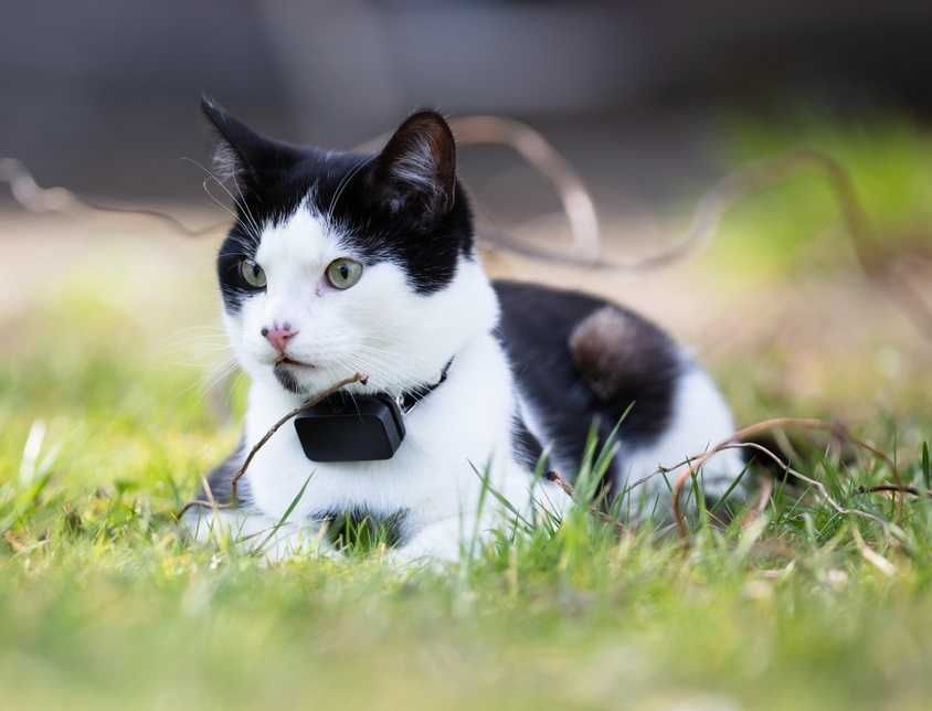 GPS за котки - тракер / tracker с БЕЗПЛАТНО онлайн проследяване