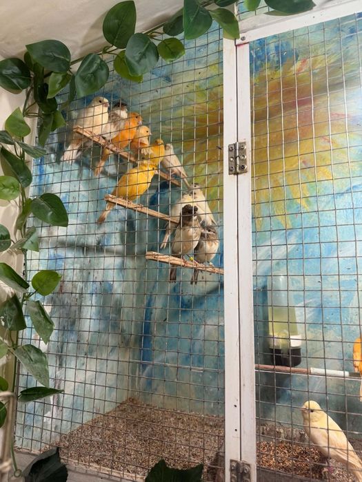 Vînd canari inelați tineri timbrado din ianuarie, februarie, martie și aprilie.