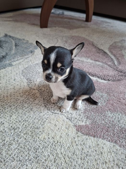 Чихуа на два месеца