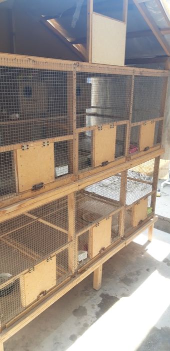 Qushlar bilan Katak sotiladi.