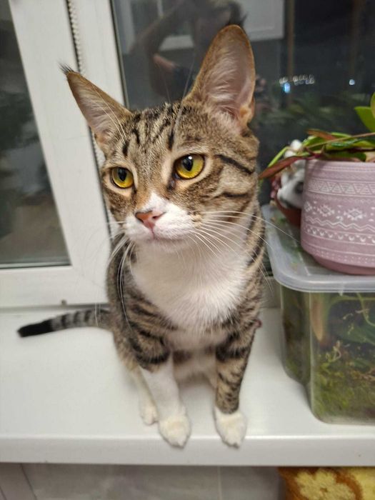 Отдаём котика в добрые руки