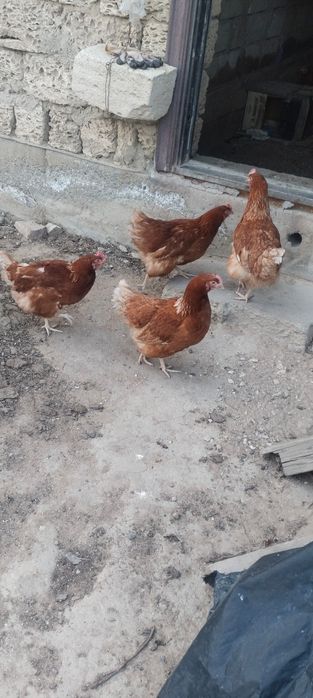 Тауықтар сатылады туып туған.