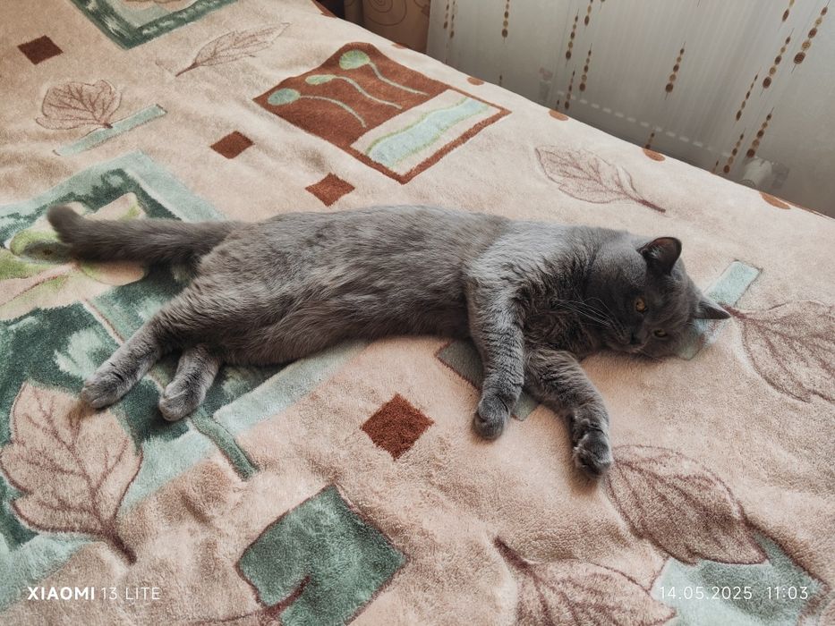 Британец на вязку