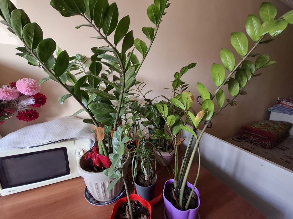 Үй гулдері сатылады