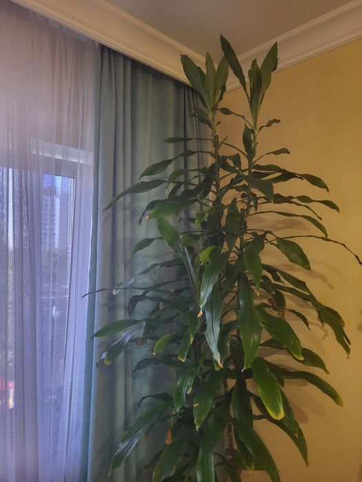 Драцена душистая