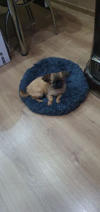 Чихупинчер момиче