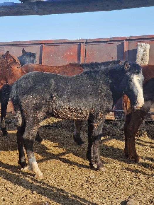 Продам лошадей с откорма 18 голов