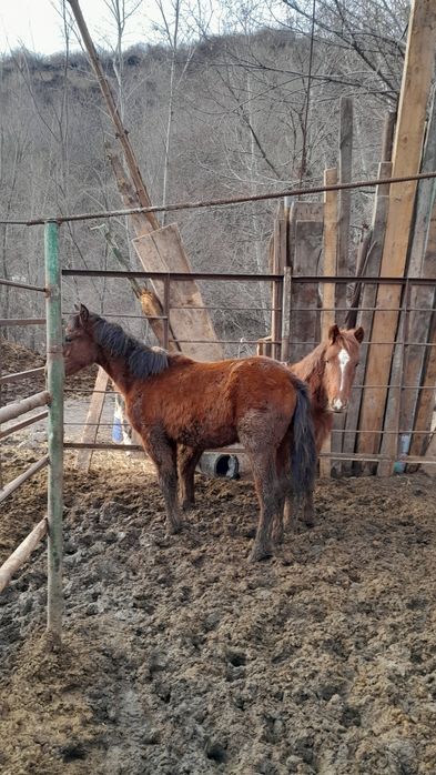 Құнан асау,жеребчик не обученый.