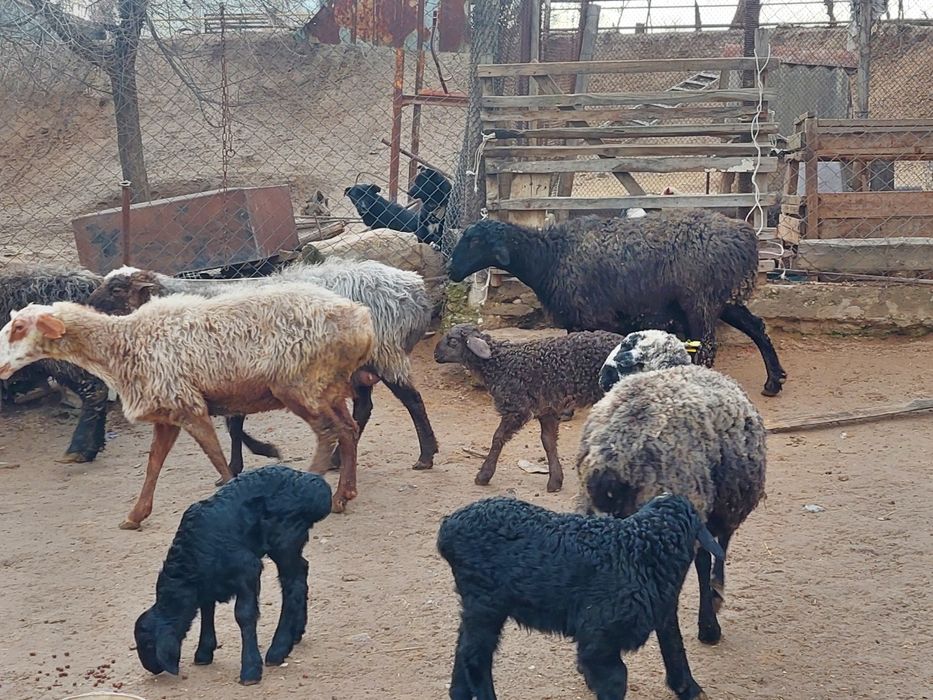 Жас ірі денелі қозылы қойлар сатылады