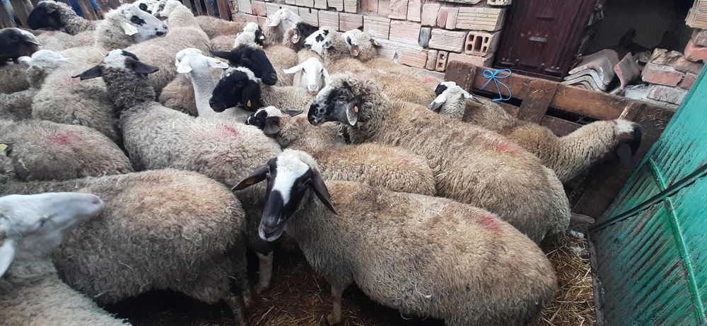 Продавам 20 млади овце