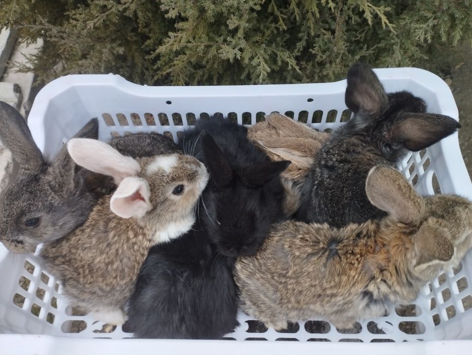 Продаются крольчата