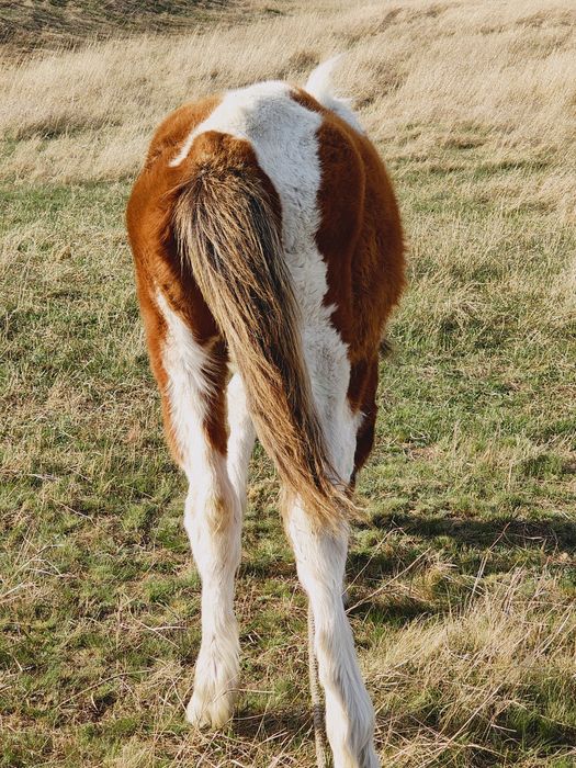 Жабагы , тай ! Обмен