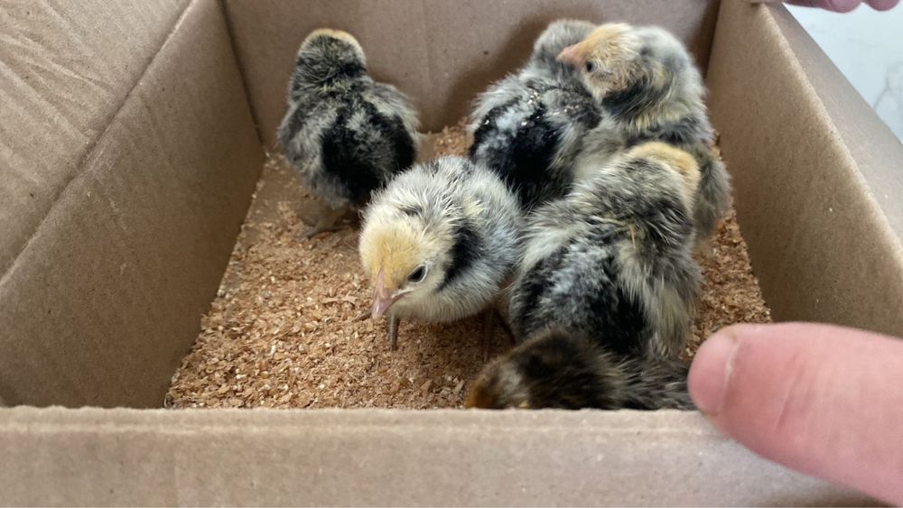 Карлики сибрайт цыплята