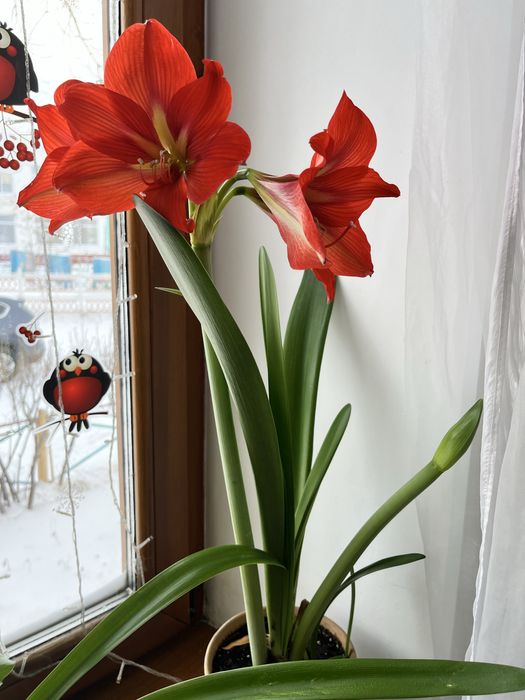 Продам цветы гиппеаструма