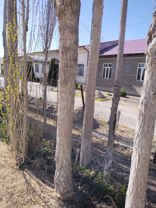 Ўтин сотилади катта тераклар