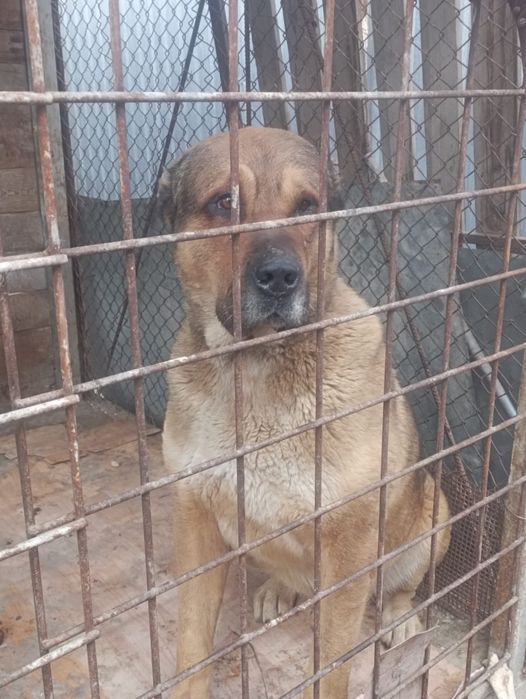 Молодой кабел хороших кровей.