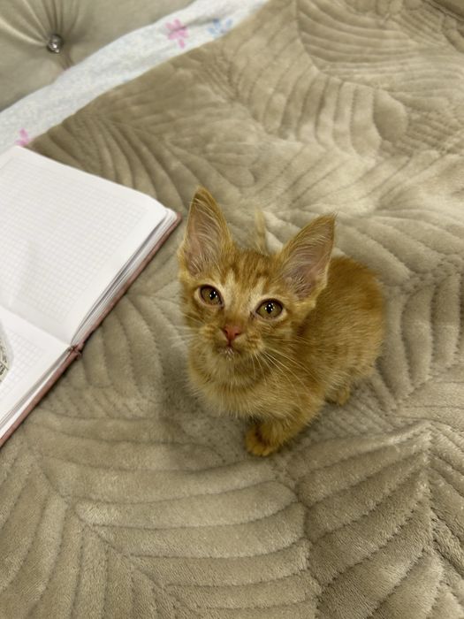 Маленькие котят ищут любящий дом