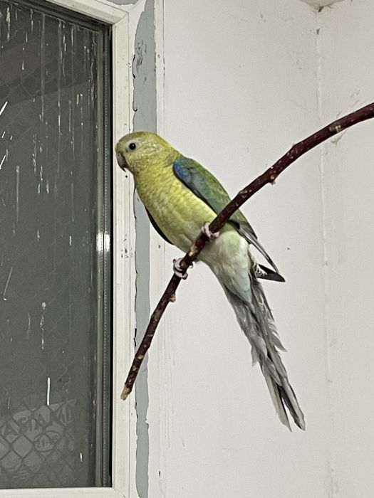 Атлас Певчий самка