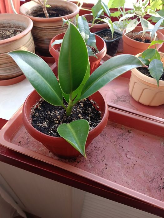 Продам Фикус Мелани