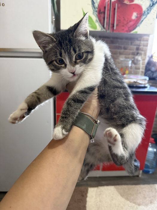 Котенок девочка 2 месяца