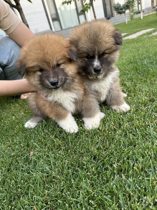 Готовы к продаже клубные щенки Акита-ину!!! 3 мальчика