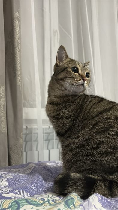 Кошка хауарласын