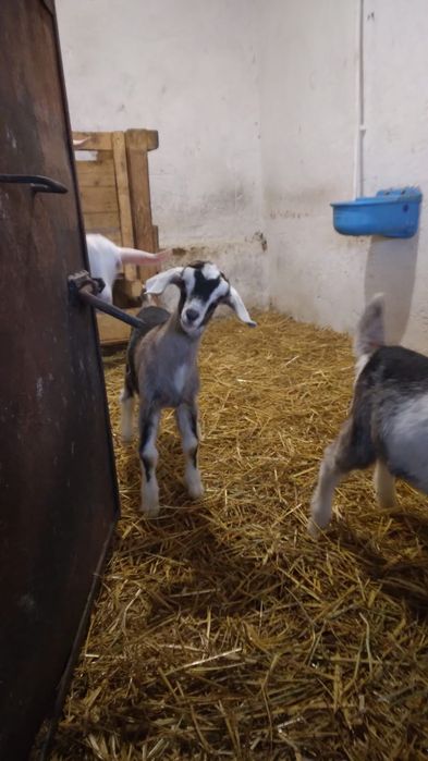 Vand 2 iede si un ied metisate din mama saan si tata anglonubian