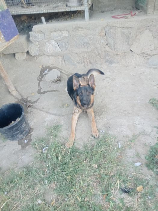 Afcharka sotiladi toza qon erkak
