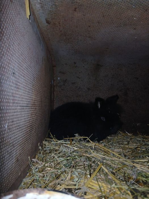 Vând/Schimb iepuri cap de leu