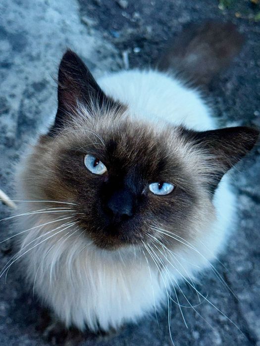 Гималайский котик