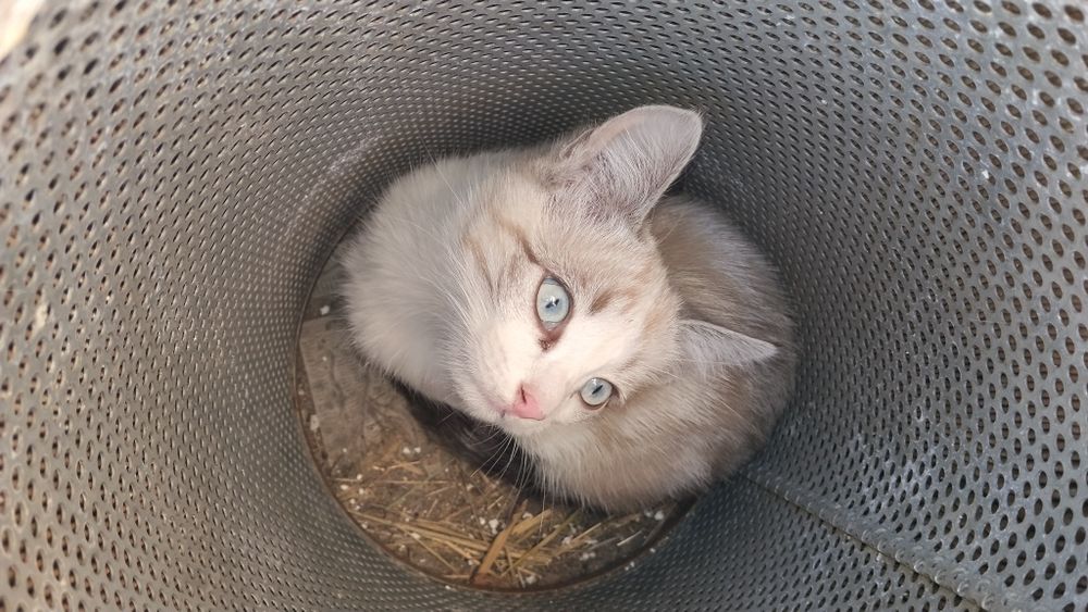 Кошечка  малышка
