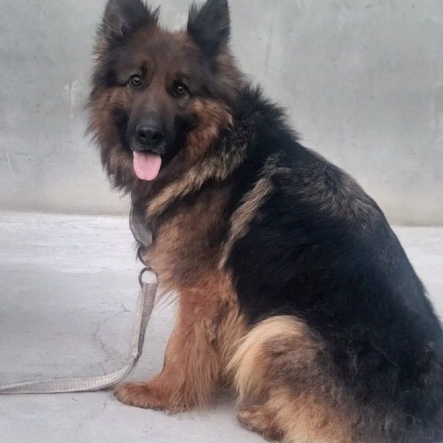 Nemetskiy afcharka sotiladi qiz urĝochi 10, 11 oyli atrofida