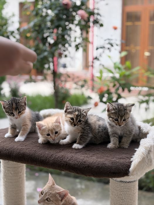 Котенок.