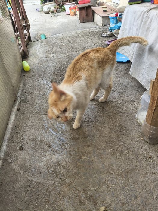 Adopție pisica portocalie