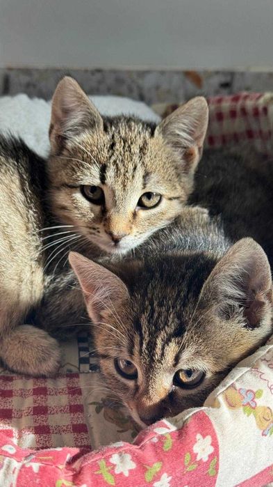 Adopție Craiova: 3 puiuți de pisică de 2 luni