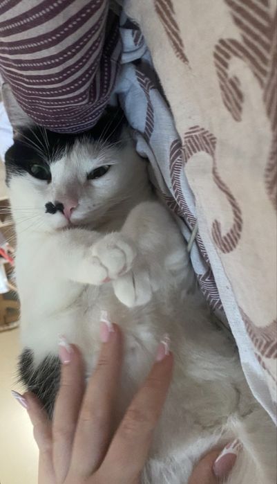 Pet sitter (CAZARE) | Experiență reală + recomandări | Grijă reală, fără stres