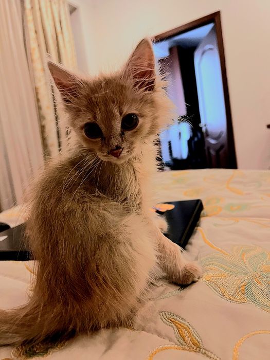 Бесплатно отдам котенка