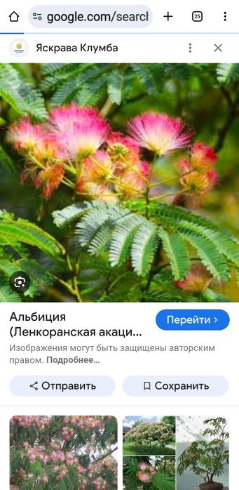 1-2 жылдық көшеттер, құтыда