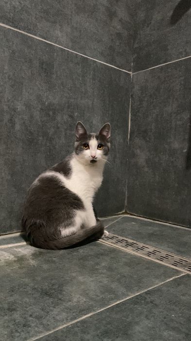 Отдам кошечку в квартиру без самовыгула