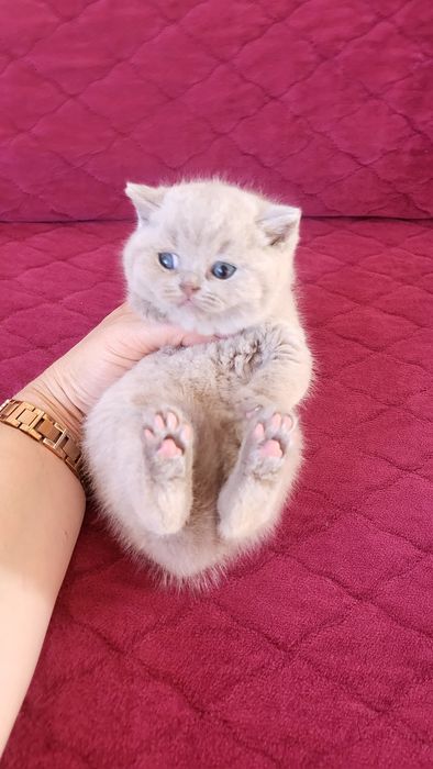 British shorthair