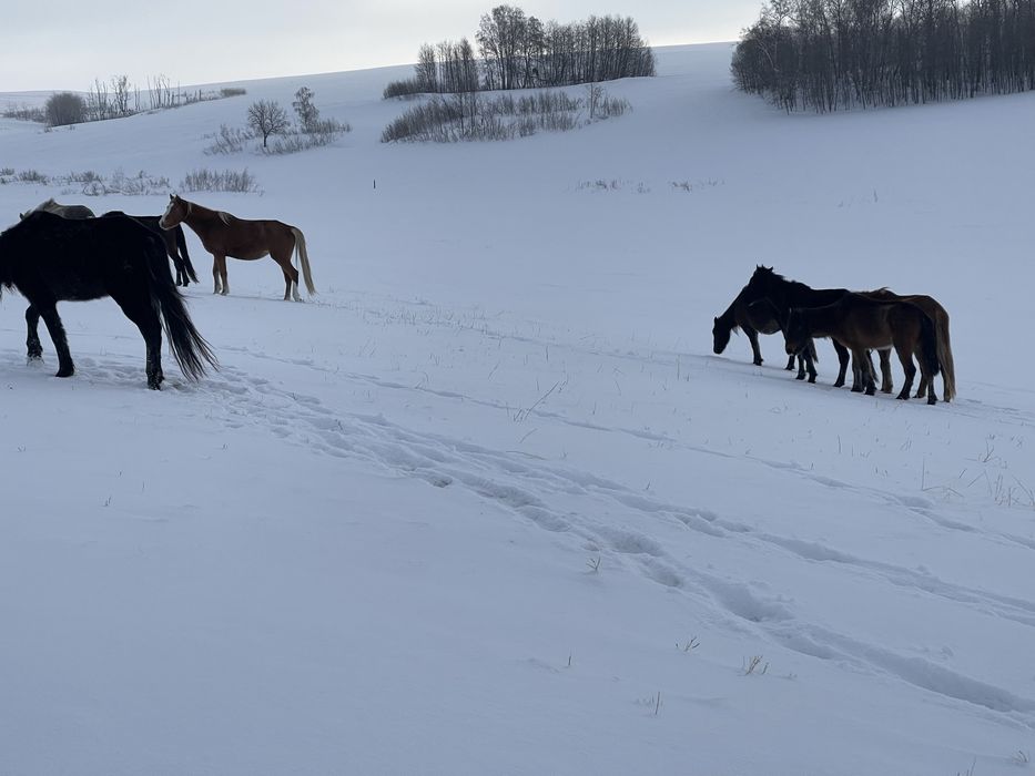 Крестьянское хозяйство
