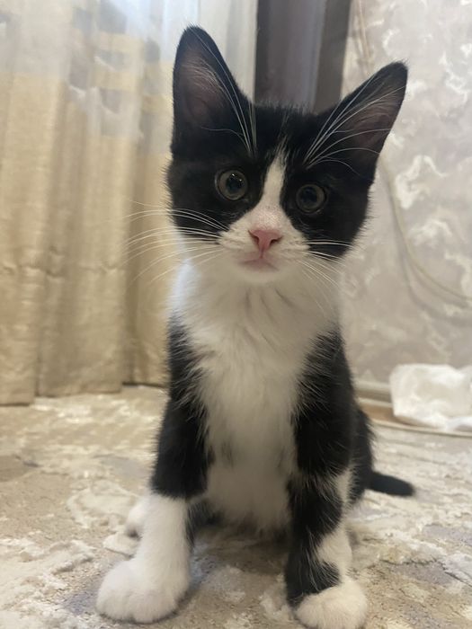 Котята бесплатно район Алматы 1