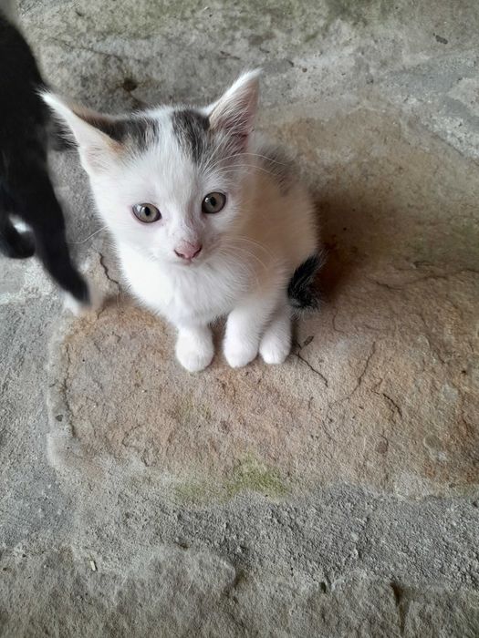 Подарявам  котета