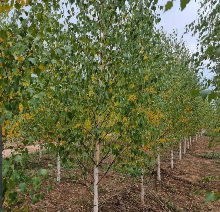 Mesteacăn betula/argintiu