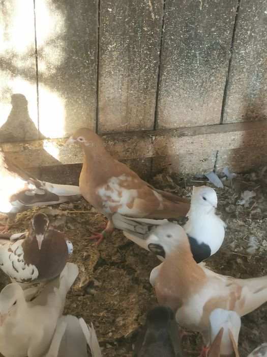 Voiajori Meulemans galben rosu