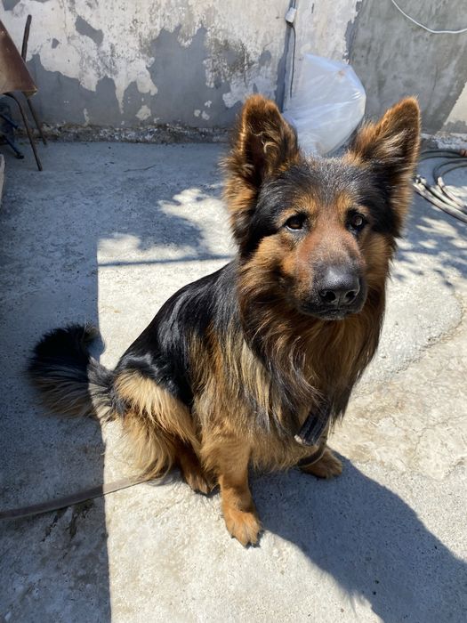 Вязка, Кабель Пародистой Овчарки