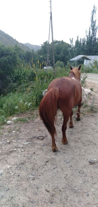 Конь мерин 5 летом