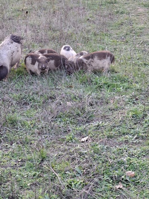 Виатнамски прасета